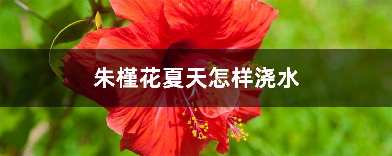 朱槿花夏天怎样浇水 朱槿花夏天怎样浇水