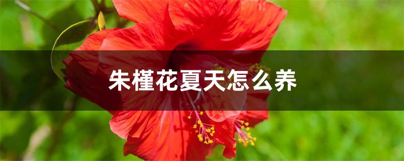 朱槿花夏天怎么养 朱槿花夏天怎么养