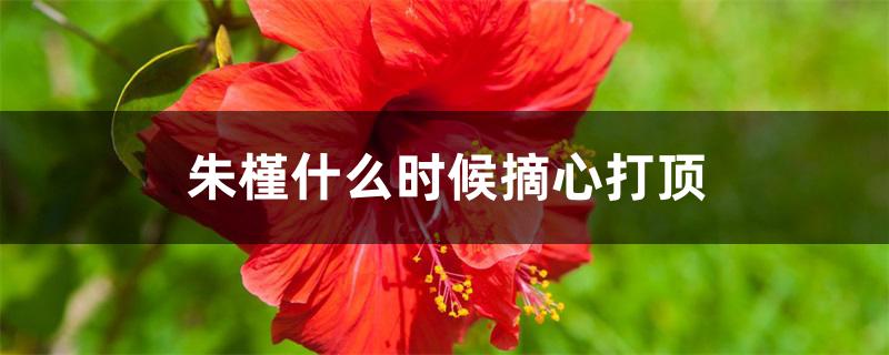 朱槿什么时候摘心打顶 朱槿什么时候摘心打顶