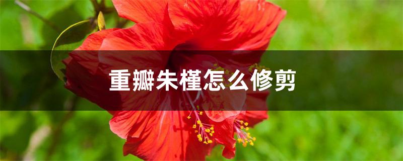 重瓣朱槿怎么修剪 重瓣朱槿怎么修剪