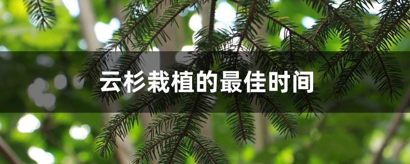 云杉栽植的最佳时间 云杉栽植的最佳时间