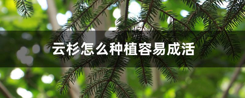 云杉怎么种植容易成活 云杉怎么种植容易成活