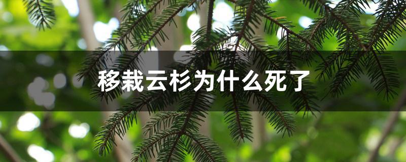 移栽云杉为什么死了 移栽云杉为什么死了