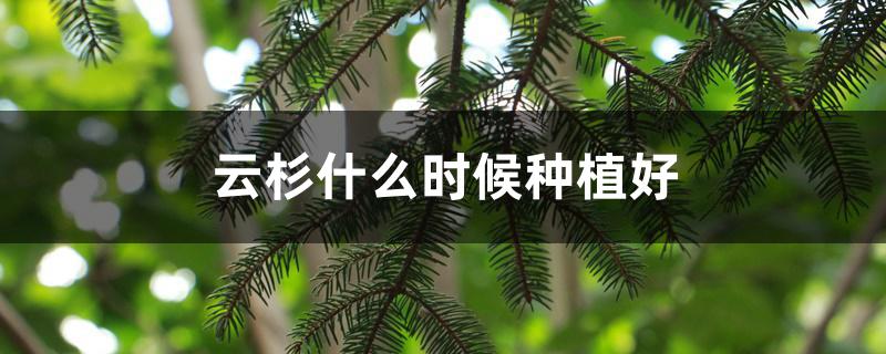 云杉什么时候种植好 云杉什么时候种植好