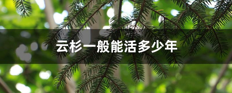 云杉一般能活多少年 云杉一般能活多少年