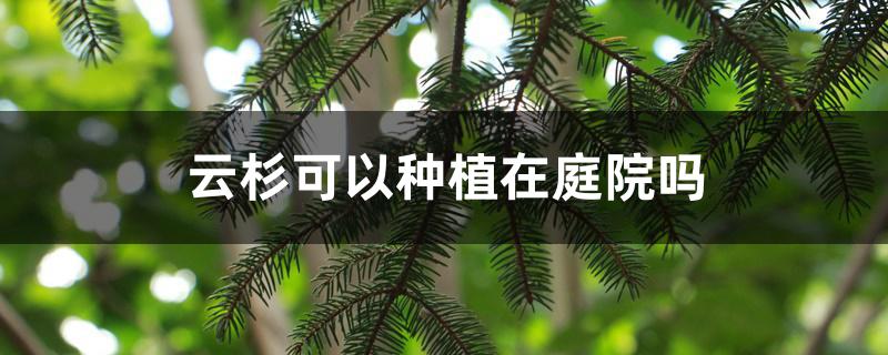 云杉可以种植在庭院吗 云杉可以种植在庭院吗