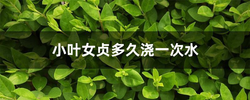 小叶女贞多久浇一次水 小叶女贞多久浇一次水