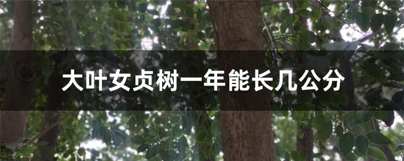 大叶女贞树一年能长几公分 大叶女贞树一年能长几公分