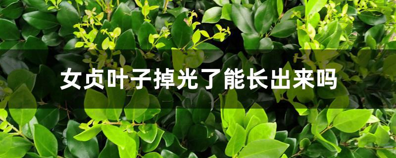 女贞叶子掉光了能长出来吗 女贞叶子掉光了能长出来吗