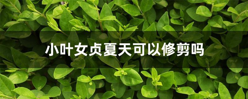 小叶女贞夏天可以修剪吗 小叶女贞夏天可以修剪吗