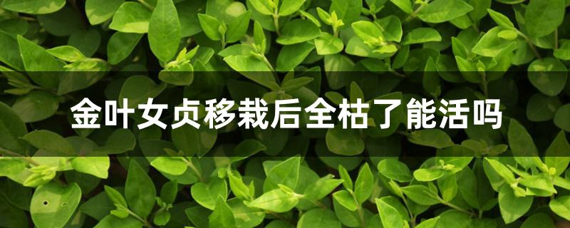金叶女贞移栽后全枯了能活吗 金叶女贞移栽后全枯了能活吗