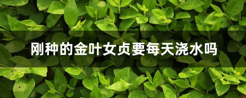 刚种的金叶女贞要每天浇水吗 刚种的金叶女贞要每天浇水吗