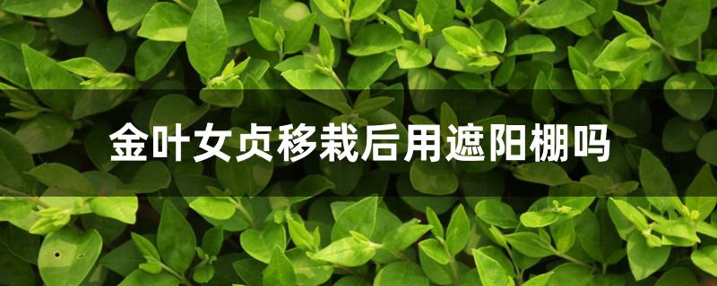 金叶女贞移栽后用遮阳棚吗 金叶女贞移栽后用遮阳棚吗
