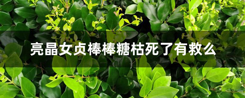 亮晶女贞棒棒糖枯死了有救么 亮晶女贞棒棒糖枯死了有救么