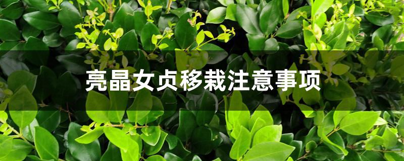 亮晶女贞移栽注意事项 亮晶女贞移栽注意事项