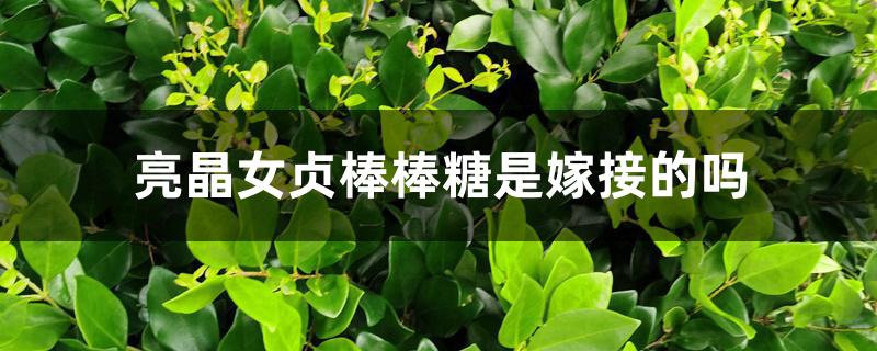 亮晶女贞棒棒糖是嫁接的吗 亮晶女贞棒棒糖是嫁接的吗