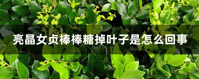 亮晶女贞棒棒糖掉叶子是怎么回事 亮晶女贞棒棒糖掉叶子是怎么回事