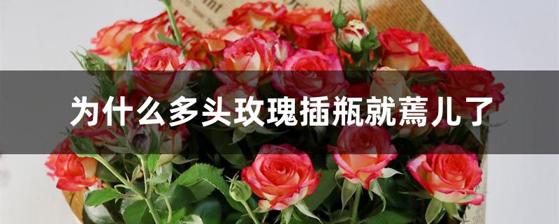 为什么多头玫瑰插瓶就蔫儿了 为什么多头玫瑰插瓶就蔫儿了