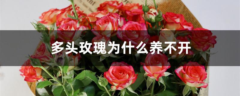 多头玫瑰为什么养不开 多头玫瑰为什么养不开