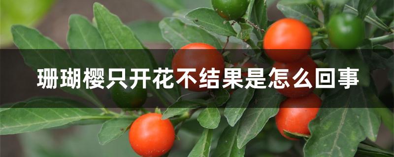 珊瑚樱只开花不结果是怎么回事