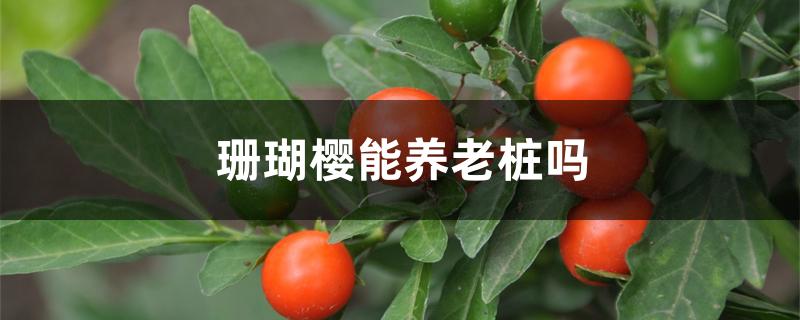 珊瑚樱能养老桩吗 珊瑚樱能养老桩吗