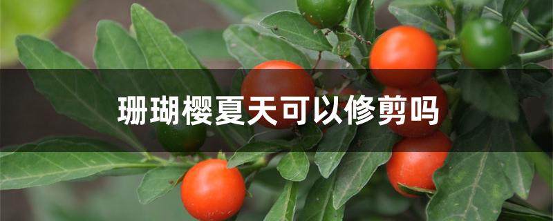 珊瑚樱夏天可以修剪吗 珊瑚樱夏天可以修剪吗