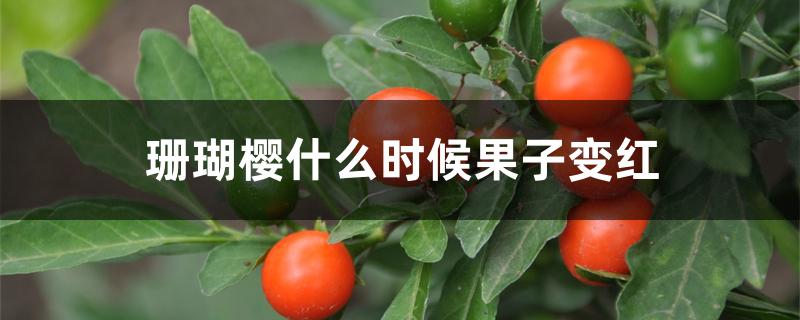 珊瑚樱什么时候果子变红 珊瑚樱什么时候果子变红