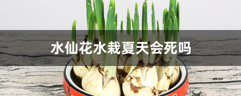 水仙花水栽夏天会死吗 水仙花水栽夏天会死吗