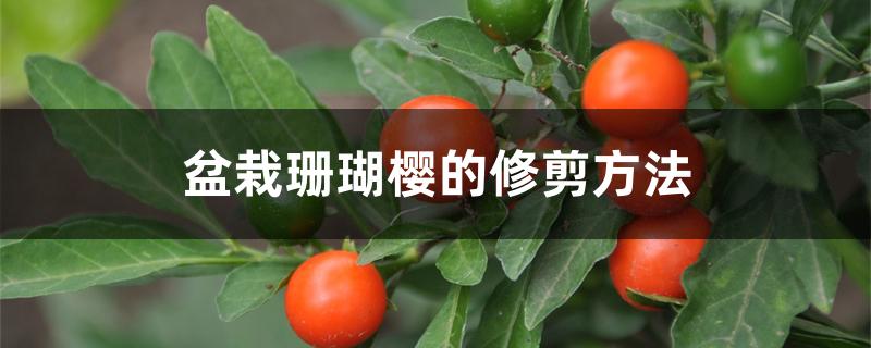 盆栽珊瑚樱的修剪方法 盆栽珊瑚樱的修剪方法