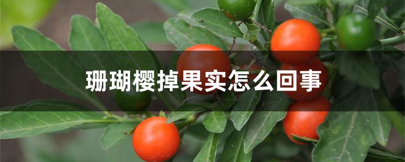 珊瑚樱掉果实怎么回事 珊瑚樱掉果实怎么回事