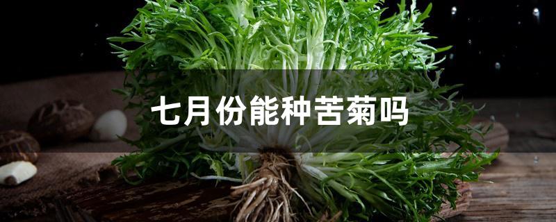 七月份能种苦菊吗 七月份能种苦菊吗