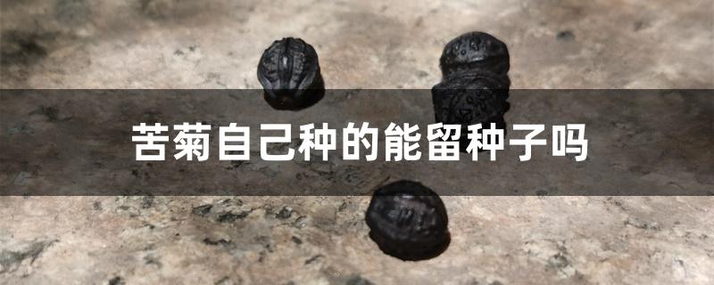 苦菊自己种的能留种子吗 苦菊自己种的能留种子吗