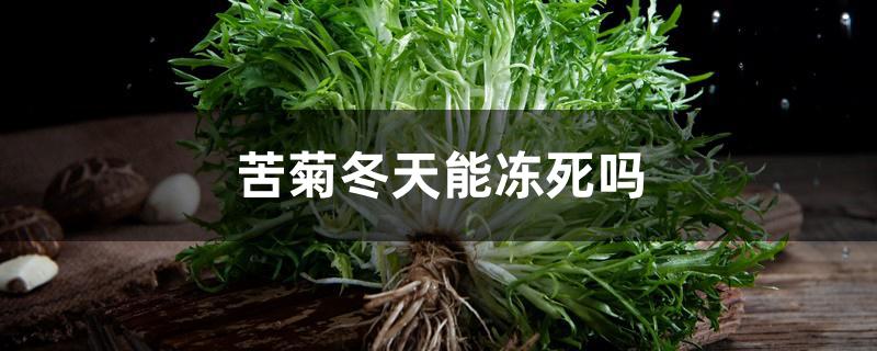 苦菊冬天能冻死吗 苦菊冬天能冻死吗