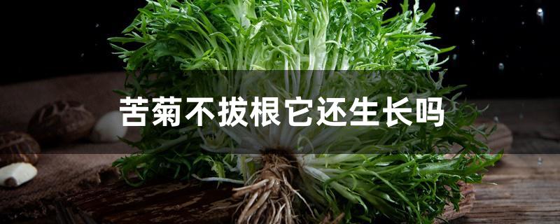 苦菊不拔根它还生长吗 苦菊不拔根它还生长吗