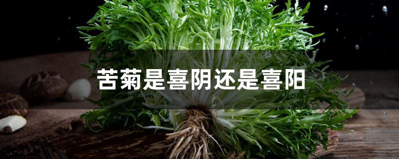 苦菊是喜阴还是喜阳 苦菊是喜阴还是喜阳