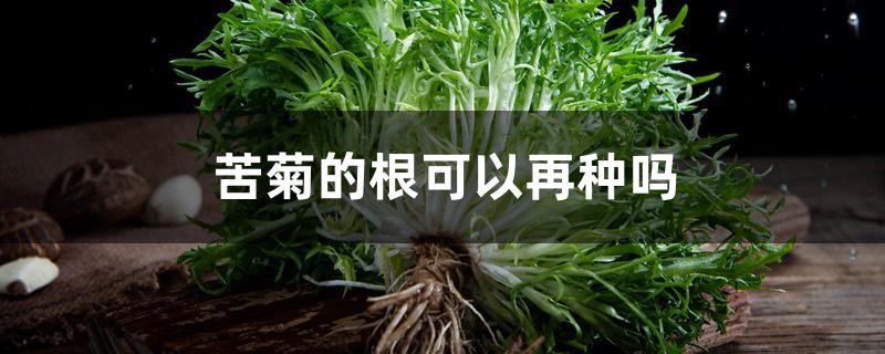 苦菊的根可以再种吗 苦菊的根可以再种吗
