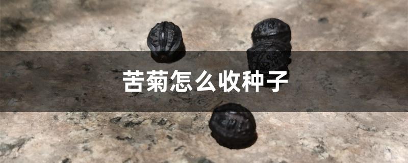 苦菊怎么收种子 苦菊怎么收种子
