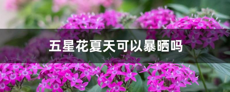 五星花夏天可以暴晒吗 五星花夏天可以暴晒吗