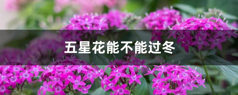 五星花能不能过冬 五星花能不能过冬