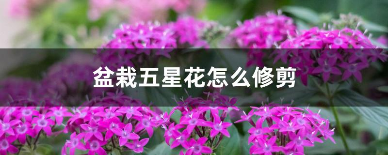 盆栽五星花怎么修剪 盆栽五星花怎么修剪