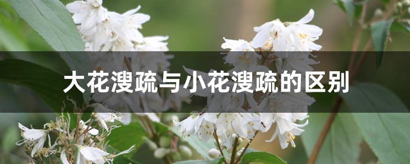 大花溲疏与小花溲疏的区别 大花溲疏与小花溲疏的区别