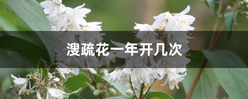 溲疏花一年开几次 溲疏花一年开几次