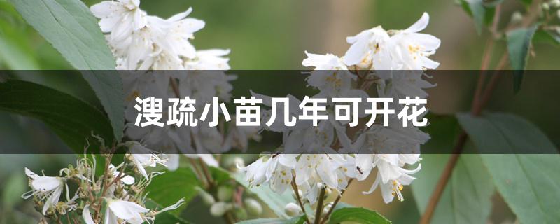 溲疏小苗几年可开花 溲疏小苗几年可开花