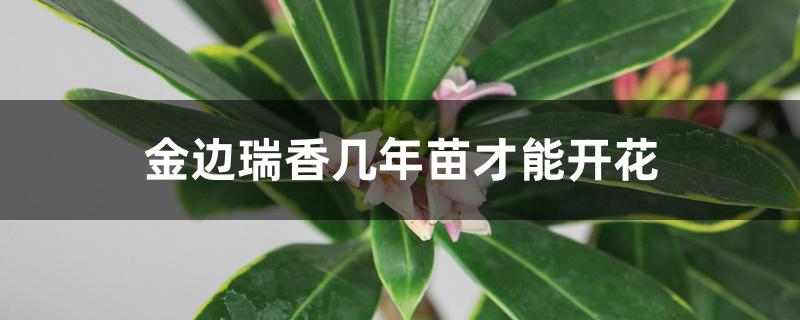 金边瑞香几年苗才能开花 金边瑞香几年苗才能开花
