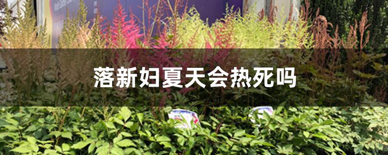 落新妇夏天会热死吗 落新妇夏天会热死吗