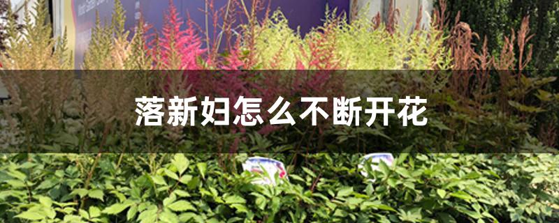 落新妇怎么不断开花 落新妇怎么不断开花