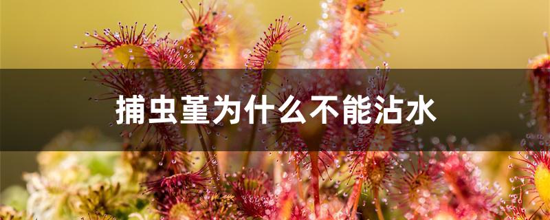捕虫堇为什么不能沾水 捕虫堇为什么不能沾水