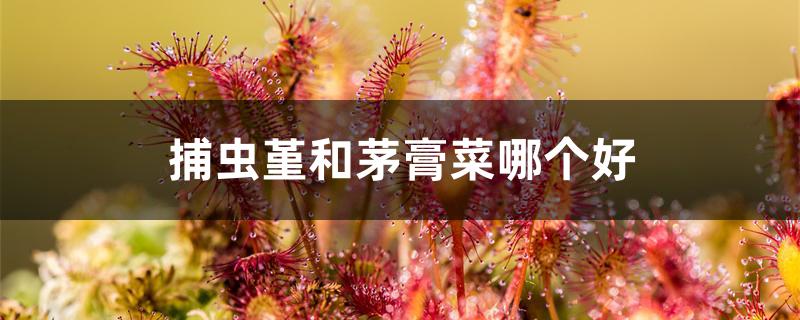 捕虫堇和茅膏菜哪个好 捕虫堇和茅膏菜哪个好