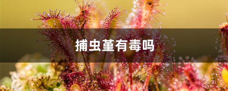 捕虫堇有毒吗 捕虫堇有毒吗