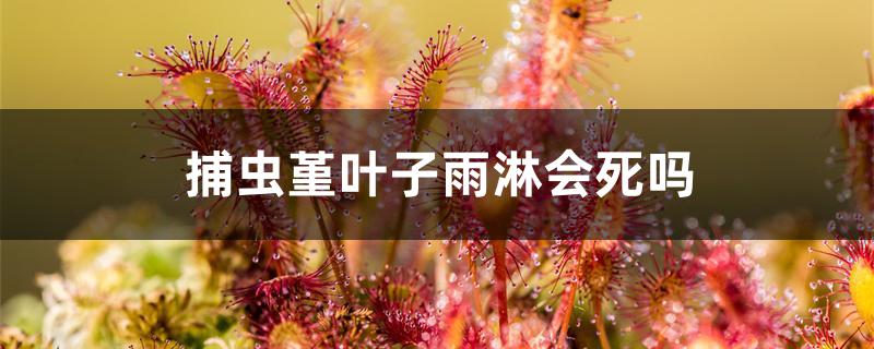 捕虫堇叶子雨淋会死吗 捕虫堇叶子雨淋会死吗